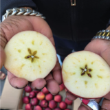 Apple Shipment from Italy Has Arrived